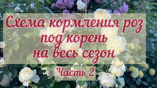 Часть 2  Минеральное питание роз под корень на весь сезон 2023 г.