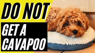 7 Reasons You SHOULD NOT Get a Cavapoo