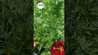 CUTTING CARROTS