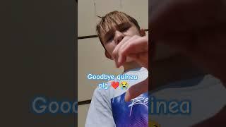 Goodbye guinea pig #guineapig #youtube #subscribe #морскаясвинка #снежка#waybackhome