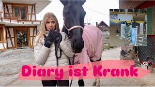 Stable vlog with diary 🩷🫶