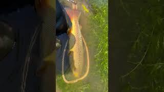 Trout 70+ 09.08.2022 Vacha River