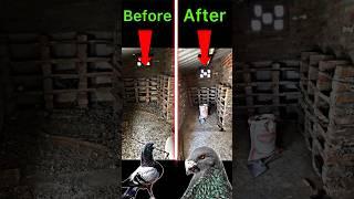 pigeon loft cleaning  | #pigeon #kabootar #kabootarbazi #shorts