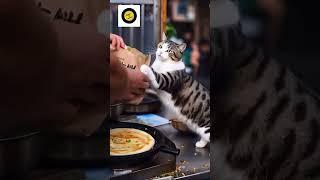 cat cooking #food #cookingwithlove