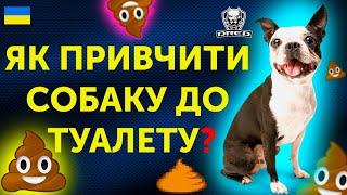 Як привчити собаку до туалету? | Чому собака гадить вдома? | Корисні поради та кейси з життя