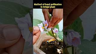 mathod of hand pollination in brinjal plant #shorts