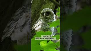 Baby barred owlet #1 #babyowl #barredowls #wildlifephotography