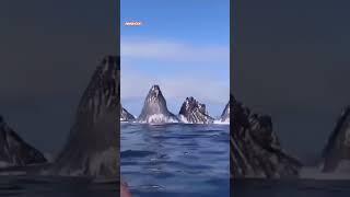 a welcome from a flock of very charming humpback pectoral fins #wildlife #wildanimal #antarctica