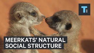 Meerkats' natural social structure