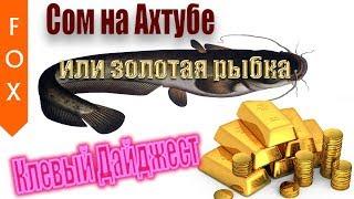 Сом на Ахтубе, ловите капитал! Русская Рыбалка 4