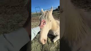 tattooing around a horse’s eye adds black pigment inside the skin, like window tint