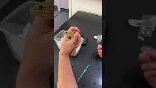 How to apply eye drops in a leopard gecko