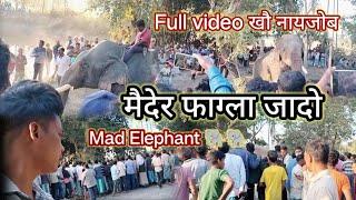 मैदेर फाग्ला नुबाय दिनै || गिथावना || Mad elephant ||