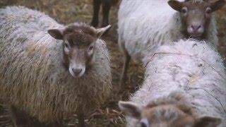 Miriam's Sheep on the Sony A7Rii 120fps 1080p