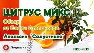  Обзор апельсина "Салустиана" от Цитрус Микс | #комнатныерастения #обзоррастений #растения