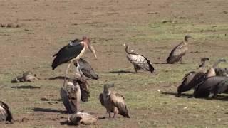 Safari jema Lake Manyara