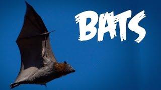 All About Bats for Kids: Animal Videos for Children - FreeSchool