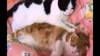 Кошачий массаж