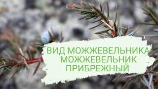 ВИД МОЖЖЕВЕЛЬНИКА- МОЖЖЕВЕЛЬНИК ПРИБРЕЖНЫЙ