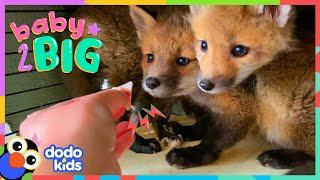 Baby Foxes Are The Cutest Little Troublemakers ️ | Dodo Kids | Baby 2 Big