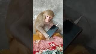 Monkey Rani Ameging Video ।। Dekh Tamasha Bandar Ka।। #Monkey#Youtubeshorts