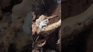 Snack time for Splodge the grey tree frog