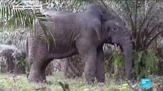 African forest elephants face threat of extinction