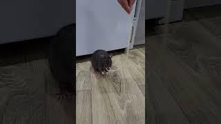 Ручная крыса Корвин украла спагетти #shorts #animals