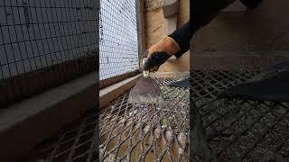Cleaning Loft in 10 minutes | Racing Pigeon | Homer | Kabutar