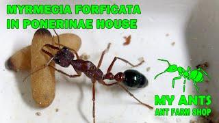 Ant farm for Myrmecia forficata. Keeping and feeding ants.