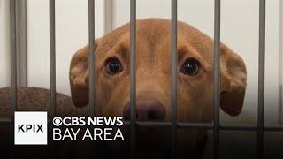 How pandemic-era puppies, kittens are filling San Francisco shelters