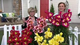 Roberta's 4-Piece Fragrant & Reblooming Daylily on QVC