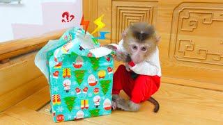 Pupu monkey opens Santa's secret gift box while baby monkey Poki is sleeping