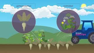 Защита сахарной свеклы: комплексное решение