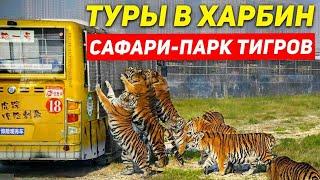 ТУРЫ В ХАРБИН из Владивостока! ПАРК ТИГРОВ в Харбине! +7(964)44-44-144 Туры в Харбин из Хабаровска