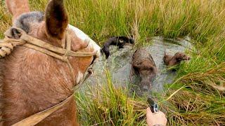 INCREDIBLE and DANGEROUS WILD PIG HUNTING on HORSEBACK in the RIVER! 