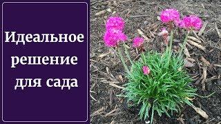 Прекрасные многолетники. Армерия идеальное решение для сада. Осенняя посадка армерии