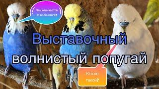 Кто такой Выставочный волнистый попугай? Кто такой чех?