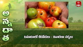 Pests & Diseases in kharif tomato #suckingpests #fruitrot | ETV