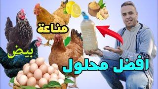 حضرت لدجاج اقوى محلول طبيعي لزيادة المناعة و انتاج البيض