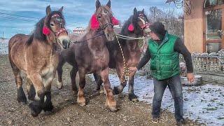 ТРИ КРАСУНІ В СЕЛІ ТРІЙЦЯ/BEAUTIFUL HORSES