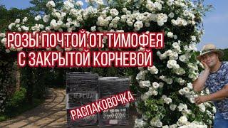 #Распаковка роз. Заказ с интернет-магазина "Роза почтой" от Тимофея @rozapochtoi