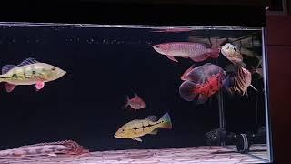 Comtank ikan predator air tawar. di aquarium 120*50