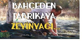 Bahçeden Fabrikaya Zeytinyağı - Ayvalık