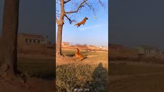 A dog catches a ball in a tree