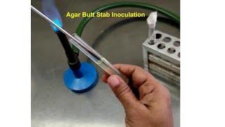 Stab inoculation of agar butt