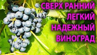 ВИНОГРАД который меня всегда выручает в НЕ ВИНОГРАДНЫЙ год ЮОДУПЕ опять показал свои достоинства 