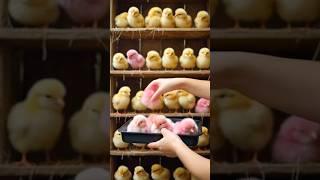 Adorable colorful baby chicks #cute #birds