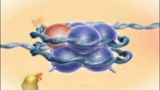 Chromatin, Histones and Modifications, Rate My Science