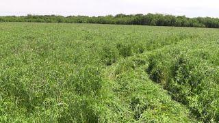 Tips and Tricks to Create Food Plots that WILL Grow Huge Bucks!!!!